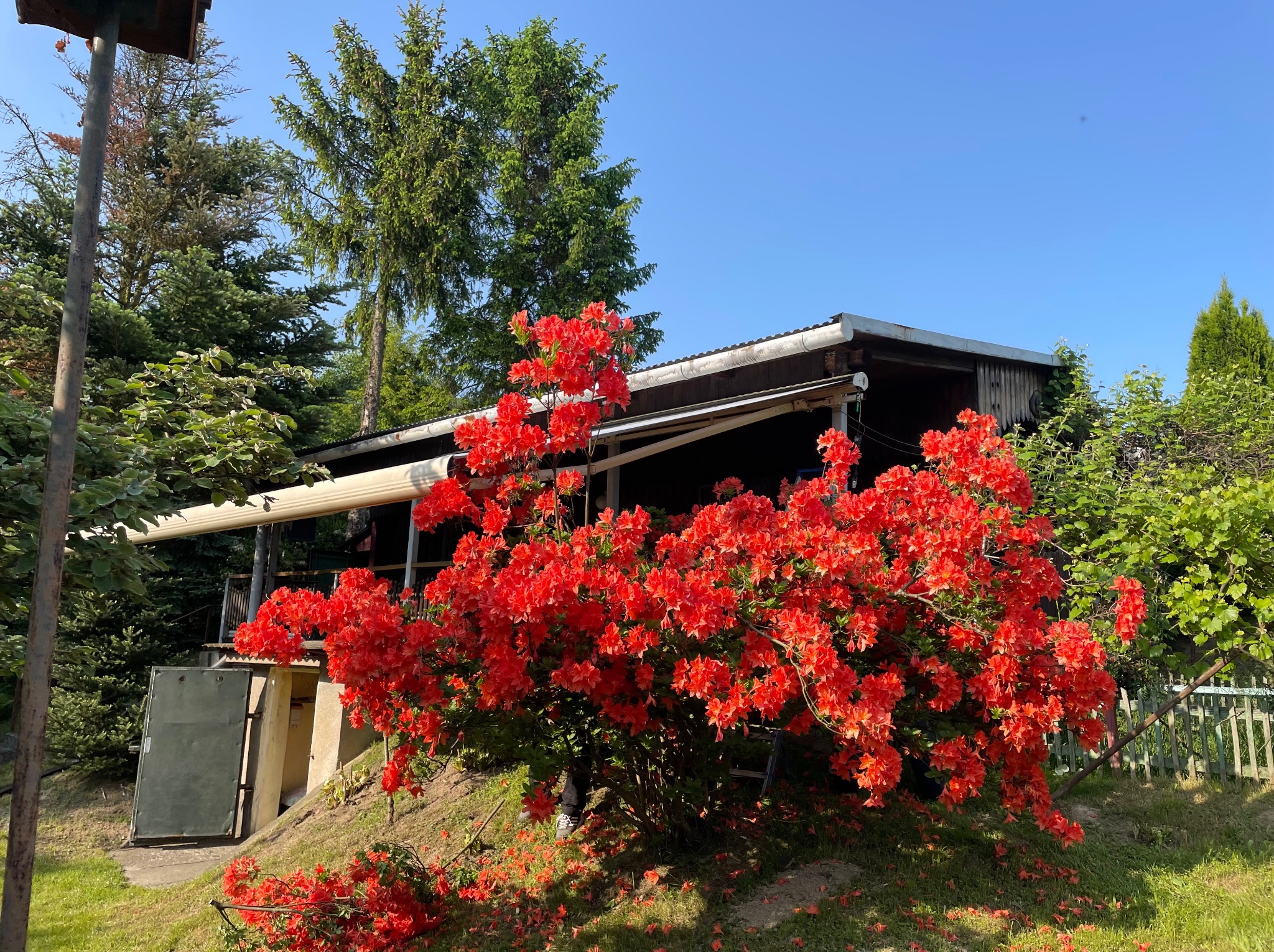 Kwitnący krzew azalii w odcieniach czerwieni przed budynkiem gospodarczym z zadaszonym tarasem, w tle iglaste drzewa i błękitne niebo.