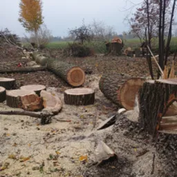 Świeżo ścięte pnie drzew i drewniane krążki na ziemi pokrytej trocinami, w tle pozostałości drzew i jesienne drzewo z żółtymi liśćmi w mglisty dzień.