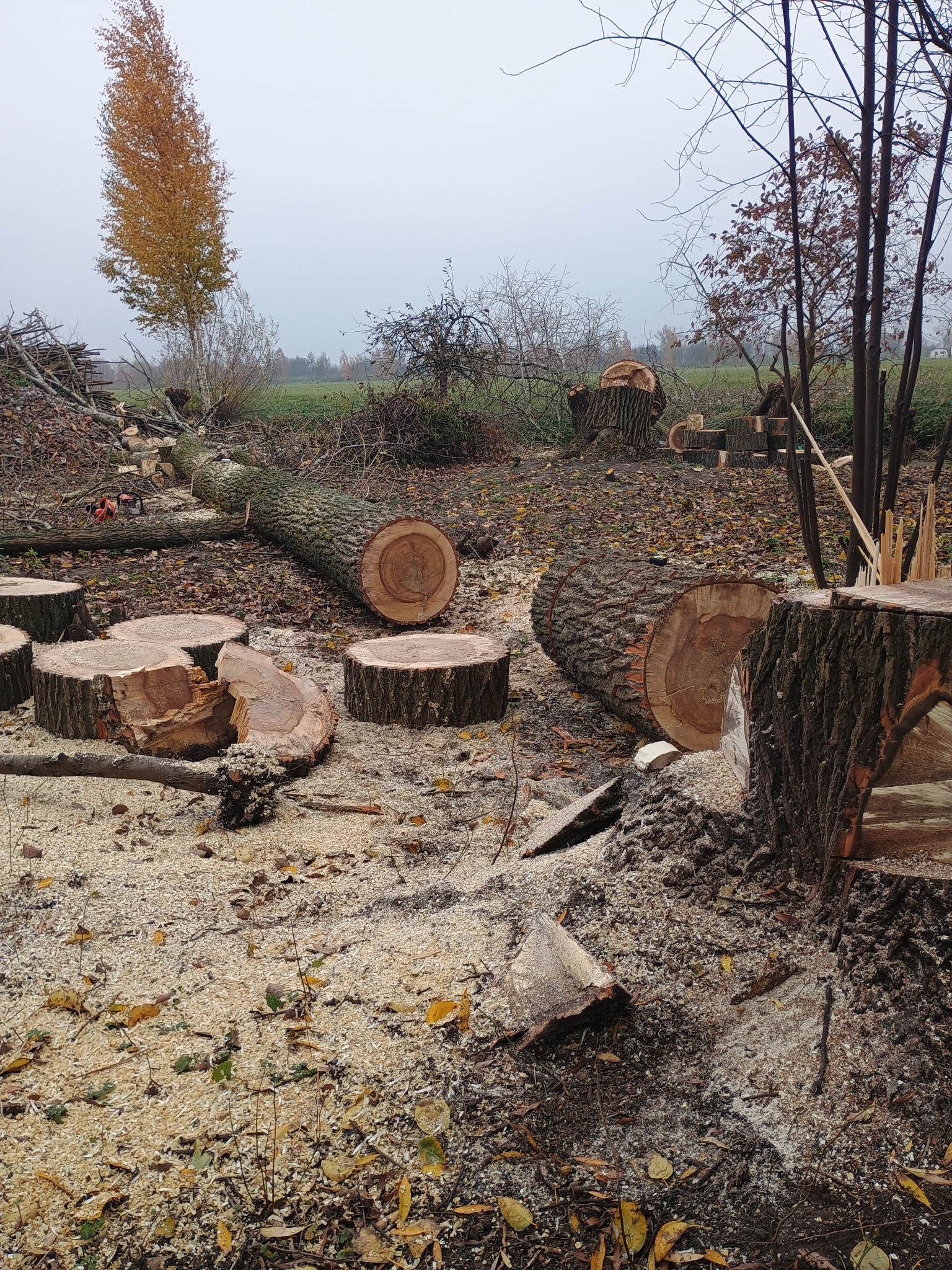 Świeżo ścięte pnie drzew i drewniane krążki na ziemi pokrytej trocinami, w tle pozostałości drzew i jesienne drzewo z żółtymi liśćmi w mglisty dzień.