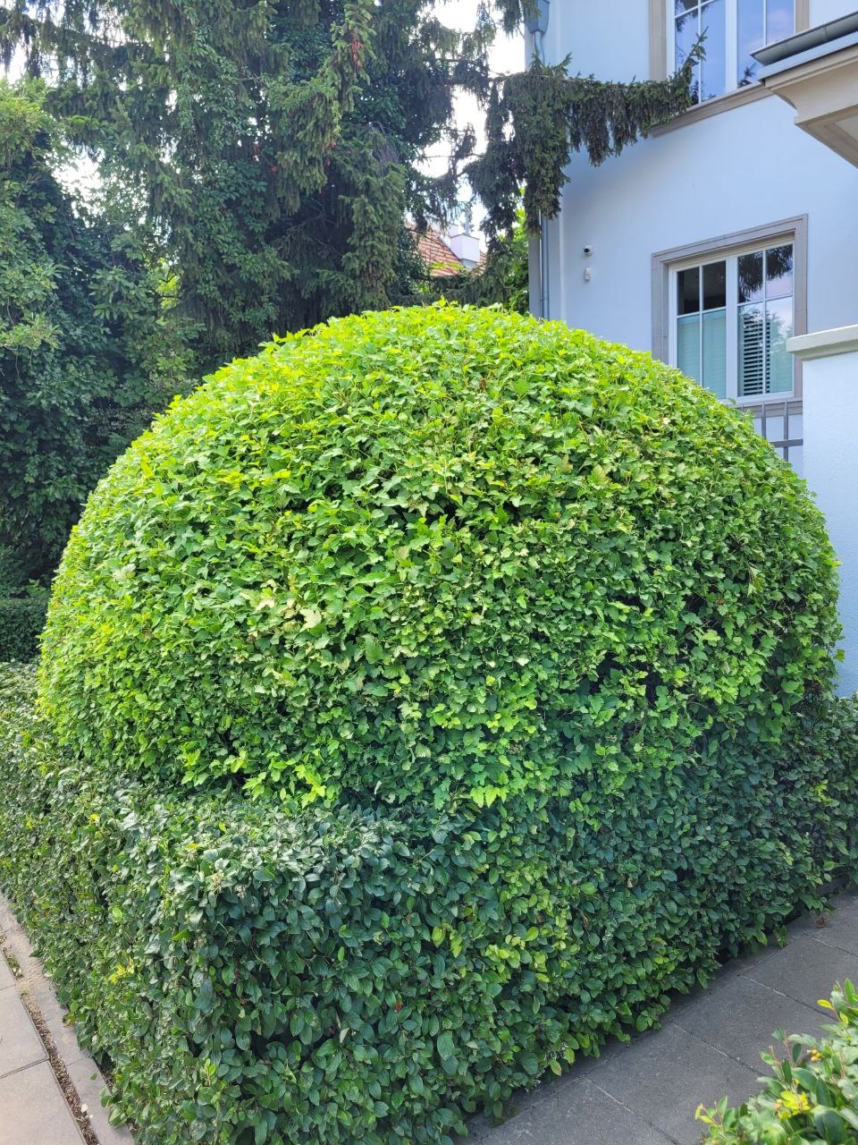 Krzew ozdobny, formowany w kulę, z równo przyciętym żywopłotem w tle, na tle białego budynku z oknem. Widok na zielony ogród.