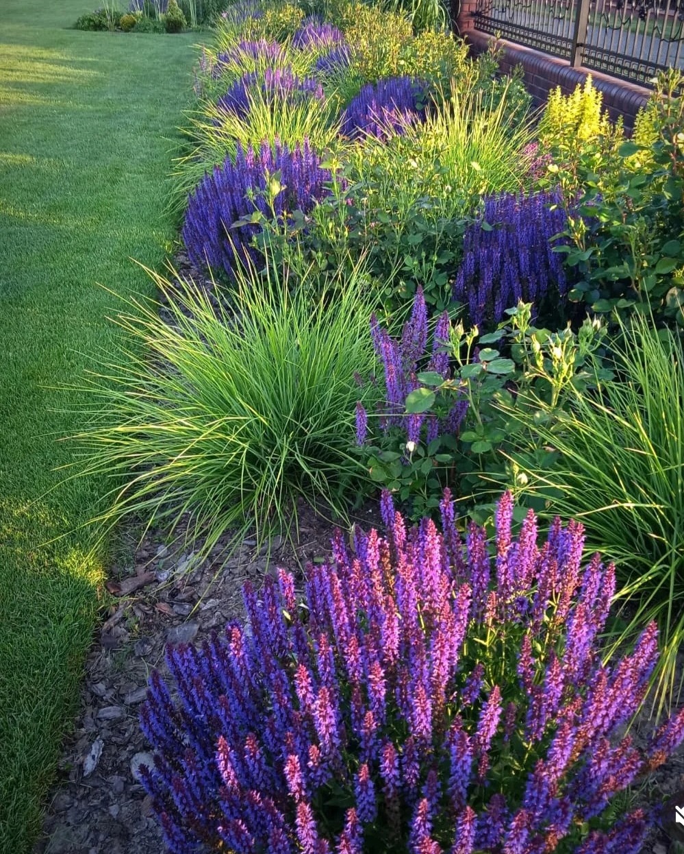 Kwitnąca rabata z szałwią omszoną i ozdobnymi trawami, oddzielona od trawnika obrzeżem z kory. W tle mur z metalowym ogrodzeniem, w ciepłym, popołudniowym świetle.