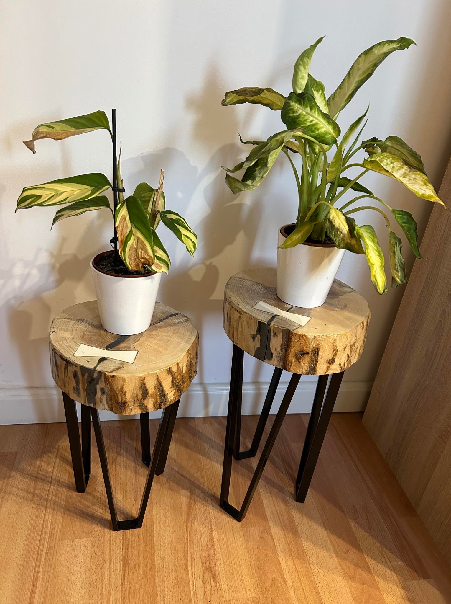 Dwa kwiaty doniczkowe na okrągłych stolikach z drewna z metalowymi nogami na parkiecie. Jeden kwiat z brązowymi końcówkami liści.