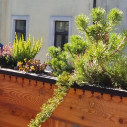 Projektowanie ogrodów Zakopane 3