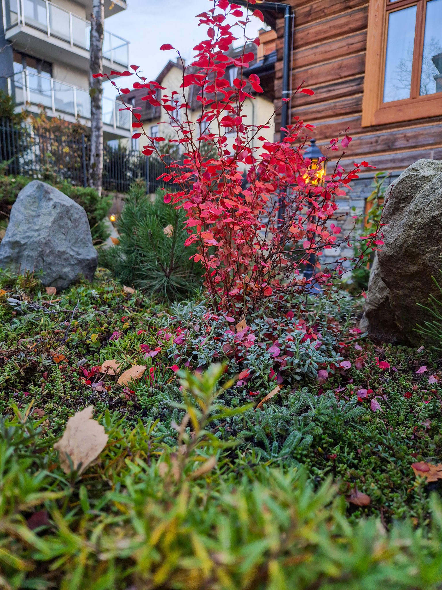 Kadr z bliska na rabatę z barwnym berberysem o intensywnie czerwonych liściach, kontrastującym z zielonymi roślinami okrywowymi i szarymi kamieniami, na tle drewnianego domu z oświetloną lampą.