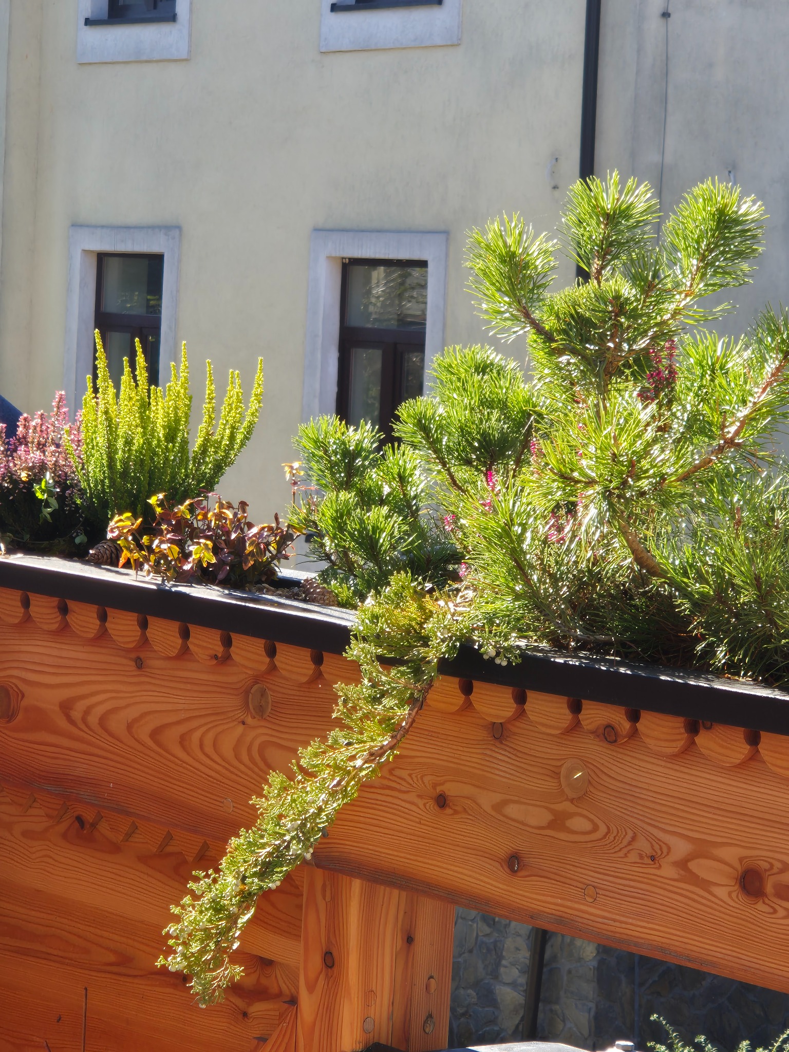 Kompozycja roślin w drewnianej skrzyni balkonowej z ozdobnym wykończeniem, zawierająca wrzosy, iglaki i inne rośliny ozdobne, na tle elewacji budynku z oknami.