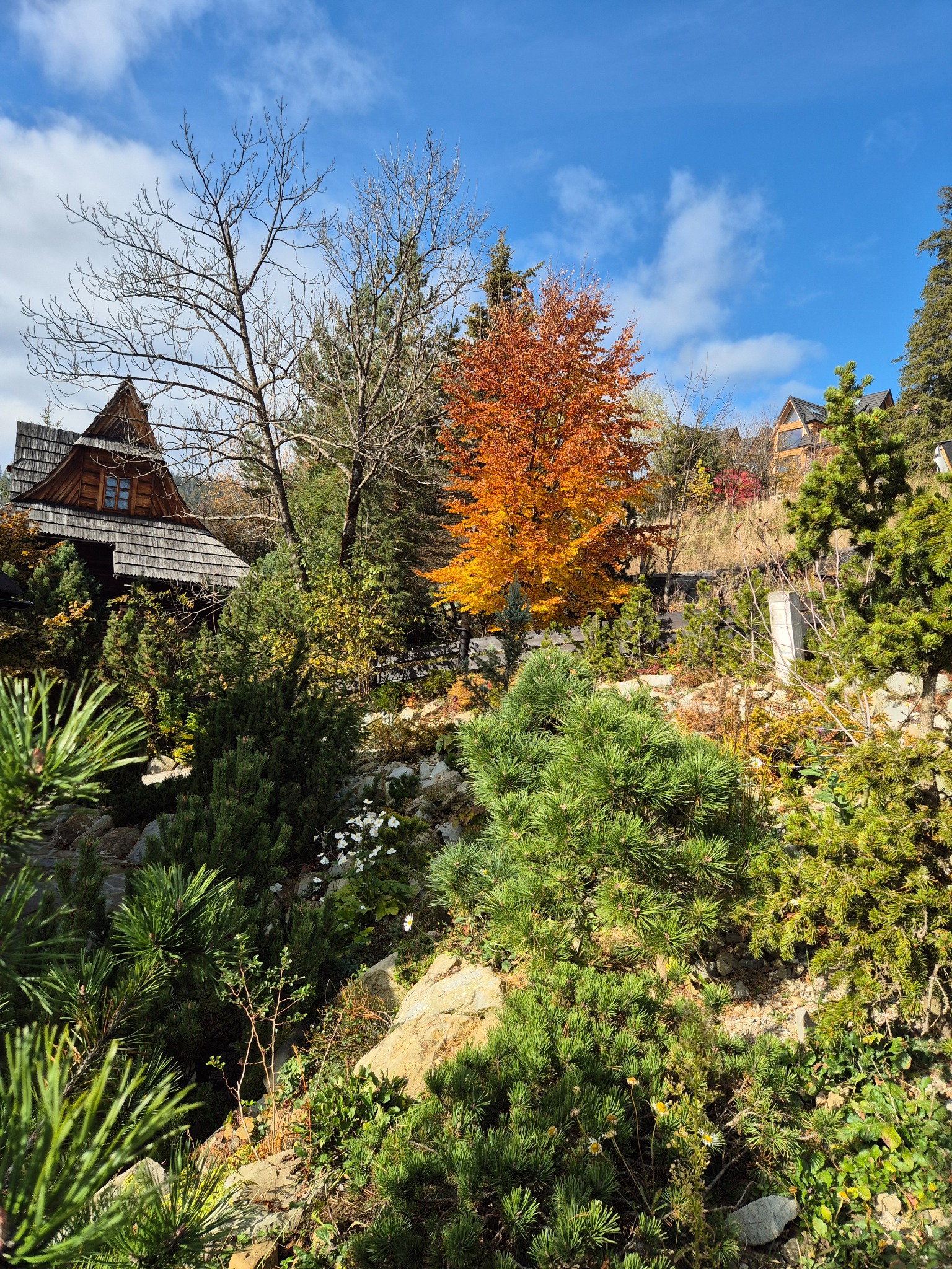 Jesienny ogród skalny z karłowatymi iglakami i kwitnącymi białymi kwiatami, na tle drewnianych domów w stylu góralskim i błękitnego nieba z chmurami.
