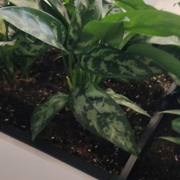 FlashSystem - Roślina doniczkowa z zielonymi liśćmi o srebrzystych plamach, umieszczona w białej donicy w biurze, z widocznymi krzesłami biurowymi i monitorami w tle.