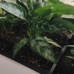 Roślina doniczkowa z zielonymi liśćmi o srebrzystych plamach, umieszczona w białej donicy w biurze, z widocznymi krzesłami biurowymi i monitorami w tle.