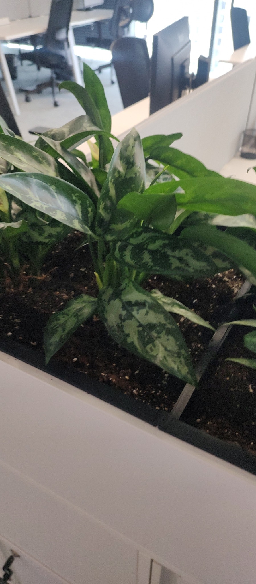 Roślina doniczkowa z zielonymi liśćmi o srebrzystych plamach, umieszczona w białej donicy w biurze, z widocznymi krzesłami biurowymi i monitorami w tle.