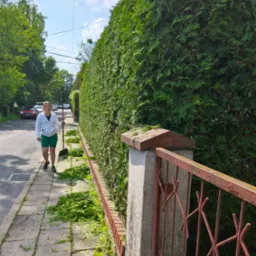 Kobieta z grabiami idzie chodnikiem obok przyciętego żywopłotu, z resztkami roślin na kostce. Widoczne elementy ogrodzenia i ulica z drzewami w tle.