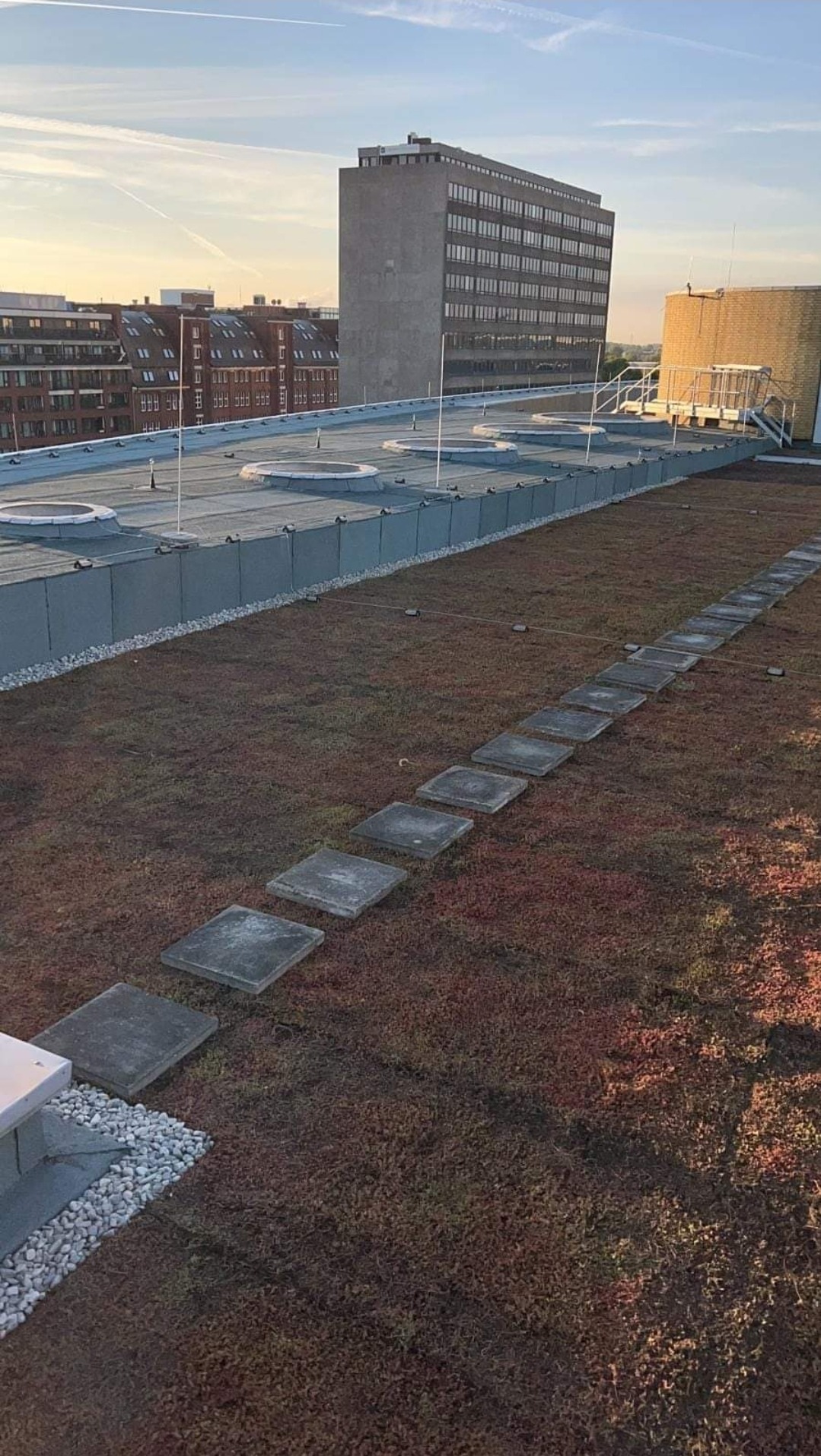 Zielony dach z kamienną ścieżką i widokiem na budynki miejskie w tle, oświetlony porannym słońcem.