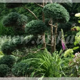 Projektowanie ogrodów