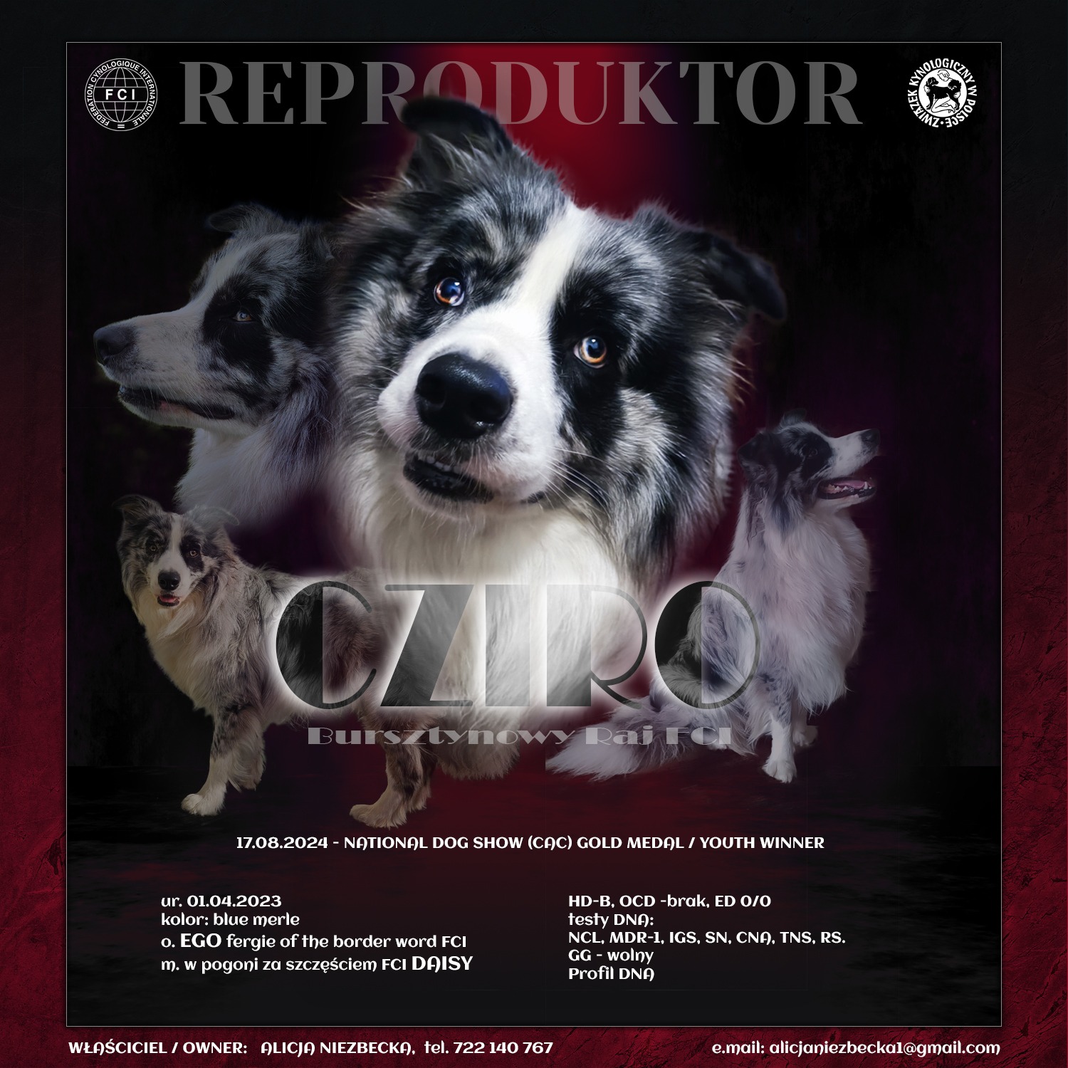 Plakat psa rasy Border Collie o umaszczeniu blue merle, z informacjami o rodowodzie, nagrodach i badaniach DNA, na ciemnoczerwonym tle.