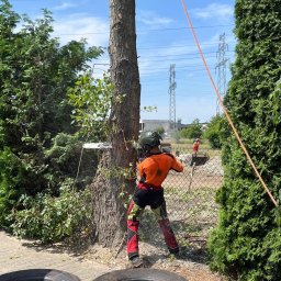 Na Gałęzi-Pielegnacja i wycinka drzew - Pracownik w kasku i stroju ochronnym, z piłą spalinową marki Stihl, tnie pień drzewa od góry, stojąc za ogrodzeniem z siatki, w tle widoczne słupy wysokiego napięcia i drugi pracownik, na pierwszym...