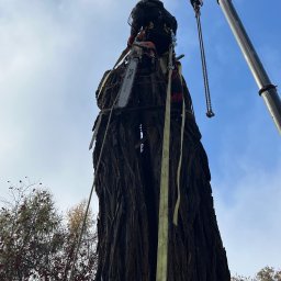 Wycinka robinii akacjowej przy użyciu dźwigu. Drzewo było wycinane na terenie zabytkowym, gdzie brakowało miejsca na jego upadek. Było szczególnie niebezpieczne ze względu na pęknięcie wzdłużne, biegnące od podstawy aż do szczytu korony.