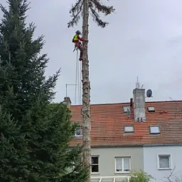Arborysta w kasku i uprzęży, w trakcie sekcyjnej wycinki wysokiego, martwego świerka w zabudowie miejskiej, z widocznym tarasem, oranżerią i budynkiem mieszkalnym w tle.