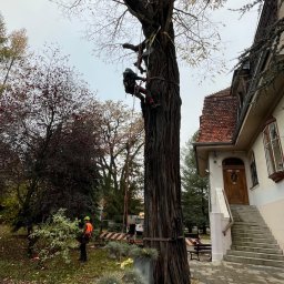 Wycinka robinii akacjowej przy użyciu dźwigu. Drzewo było wycinane na terenie zabytkowym, gdzie brakowało miejsca na jego upadek. Było szczególnie niebezpieczne ze względu na pęknięcie wzdłużne, biegnące od podstawy aż do szczytu korony.