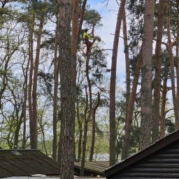 Wycinka sekcyjna sosny rosnącej w ciasnej zabudowie na polu campingowym.