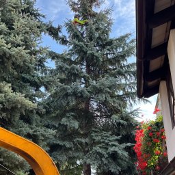 Na Gałęzi-Pielegnacja i wycinka drzew - Arborysta w kasku i jaskrawej kamizelce, wspinający się na wysoką, srebrzystą choinkę w celu redukcji obwodowej, z widocznym fragmentem żółtego podnośnika i budynkiem w tle, oraz przelatującym...