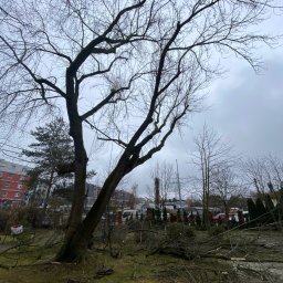 Na Gałęzi-Pielegnacja i wycinka drzew - Drzewo po zabiegach odciążenia, widoczne usunięte konary i gałęzie leżące na trawie, zabezpieczone wiązania na pniu, w tle budynki mieszkalne i pochmurne niebo.