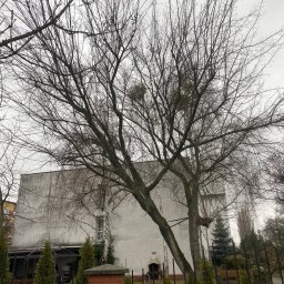 Na Gałęzi-Pielegnacja i wycinka drzew - Klon jesionolistny bez liści z widocznymi kulami jemioły na gałęziach, pochylony nad ogrodzeniem, na tle szarego budynku w pochmurny dzień.