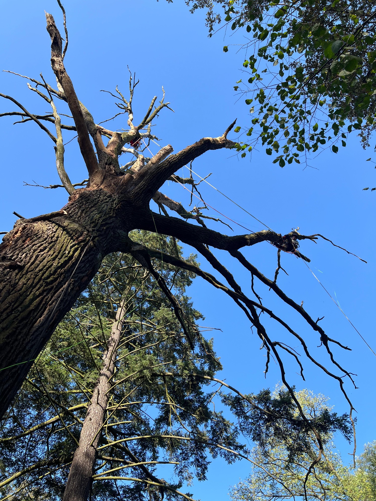 Martwy dąb szypułkowy z grubym pniem, widoczny z dołu na tle błękitnego nieba, przygotowany do usunięcia, z linami zabezpieczającymi.