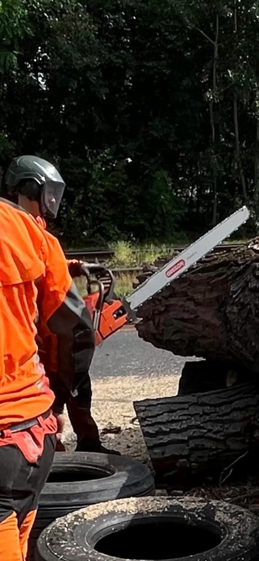 Przecinanie pnia po topoli wycinanej przy ruchliwej ulicy.