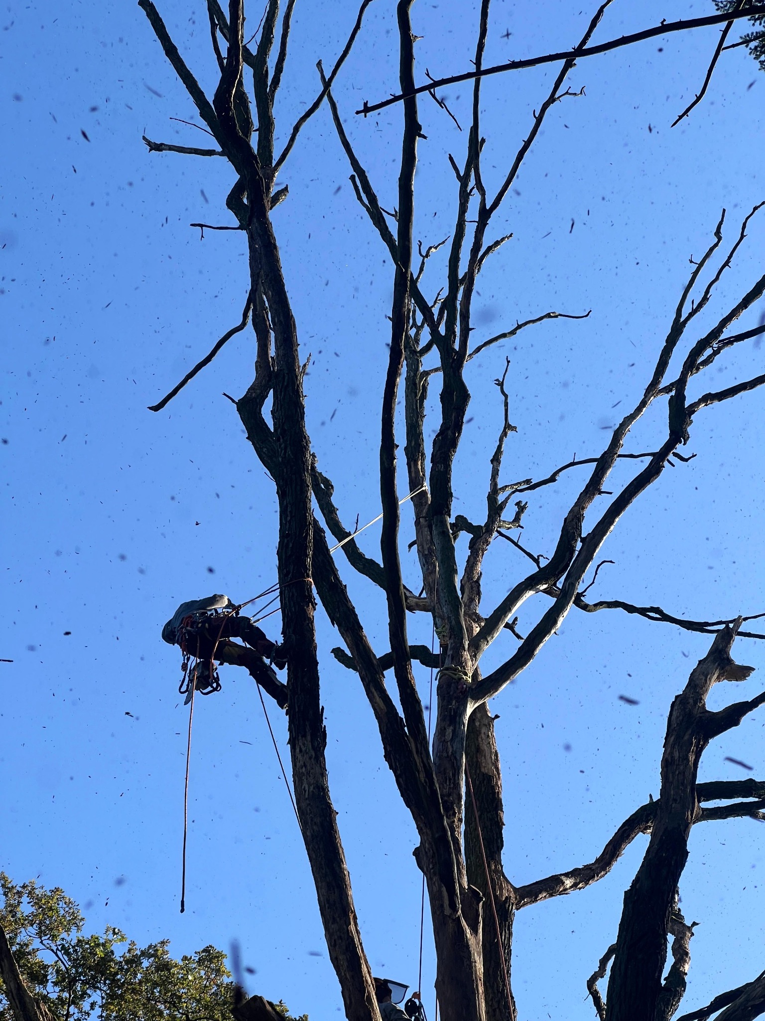 Arborysta w uprzęży, w trakcie wycinki martwego dębu szypułkowego z powietrza, widok z dołu na tle błękitnego nieba z opadającymi drobinami.