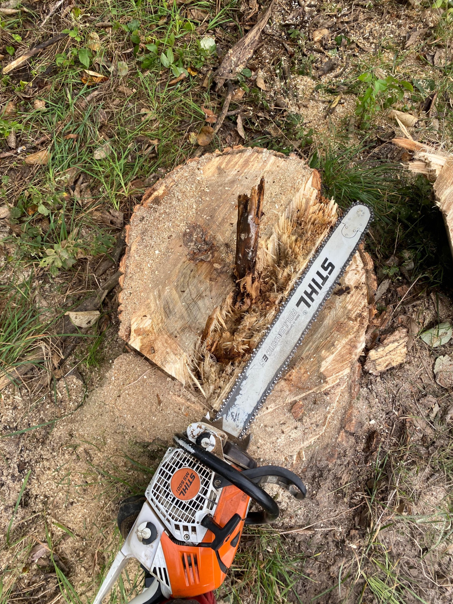 Wycinka topoli rosnących w szpalerze przy drodze krajowej. Średnica pnia wynosi około 85–90 cm.