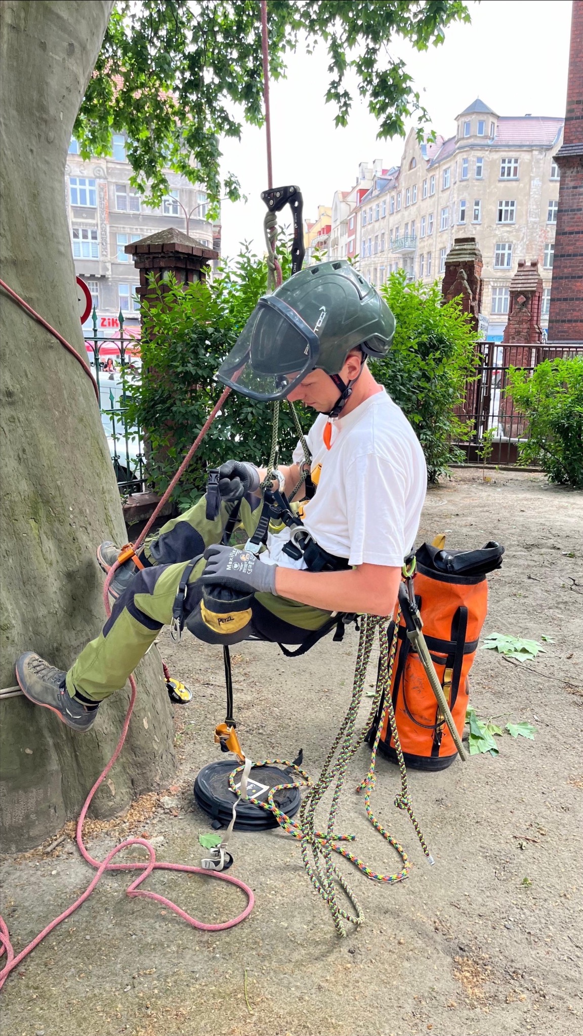 Pracownik w kasku i uprzęży, zawieszony na linie podczas prac na drzewie w miejskiej scenerii Wrocławia, z widoczną torbą na narzędzia i linami zabezpieczającymi.
