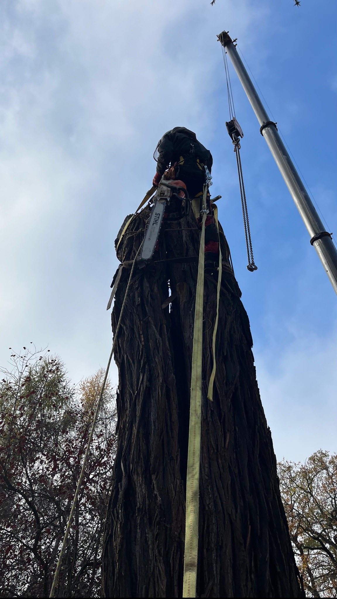 Arborysta w uprzęży, z piłą spalinową Stihl, przygotowuje się do cięcia pnia drzewa z pomocą dźwigu na tle pochmurnego nieba.