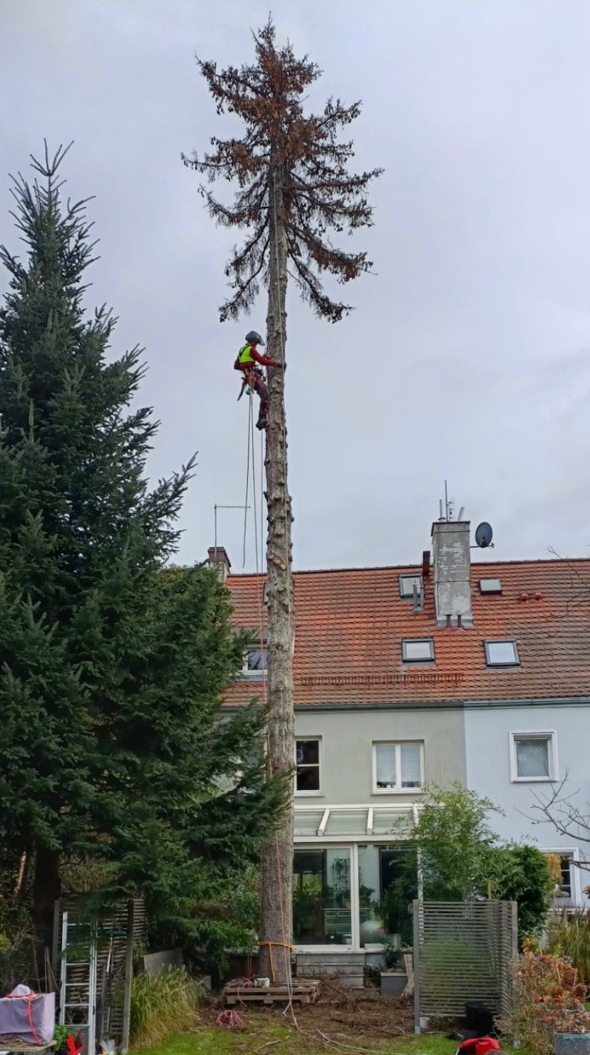 Arborysta w kasku i uprzęży, w trakcie sekcyjnej wycinki wysokiego, martwego świerka w zabudowie miejskiej, z widocznym tarasem, oranżerią i budynkiem mieszkalnym w tle.