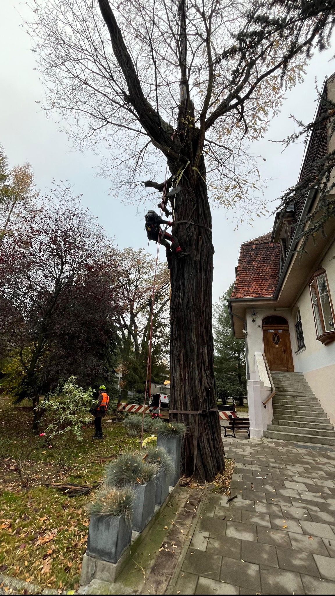 Pracownik zabezpieczony linami wspina się na wysokie drzewo z grubym pniem, obok budynku z ceglanym dachem i schodami, drugi pracownik w kamizelce stoi na trawniku.