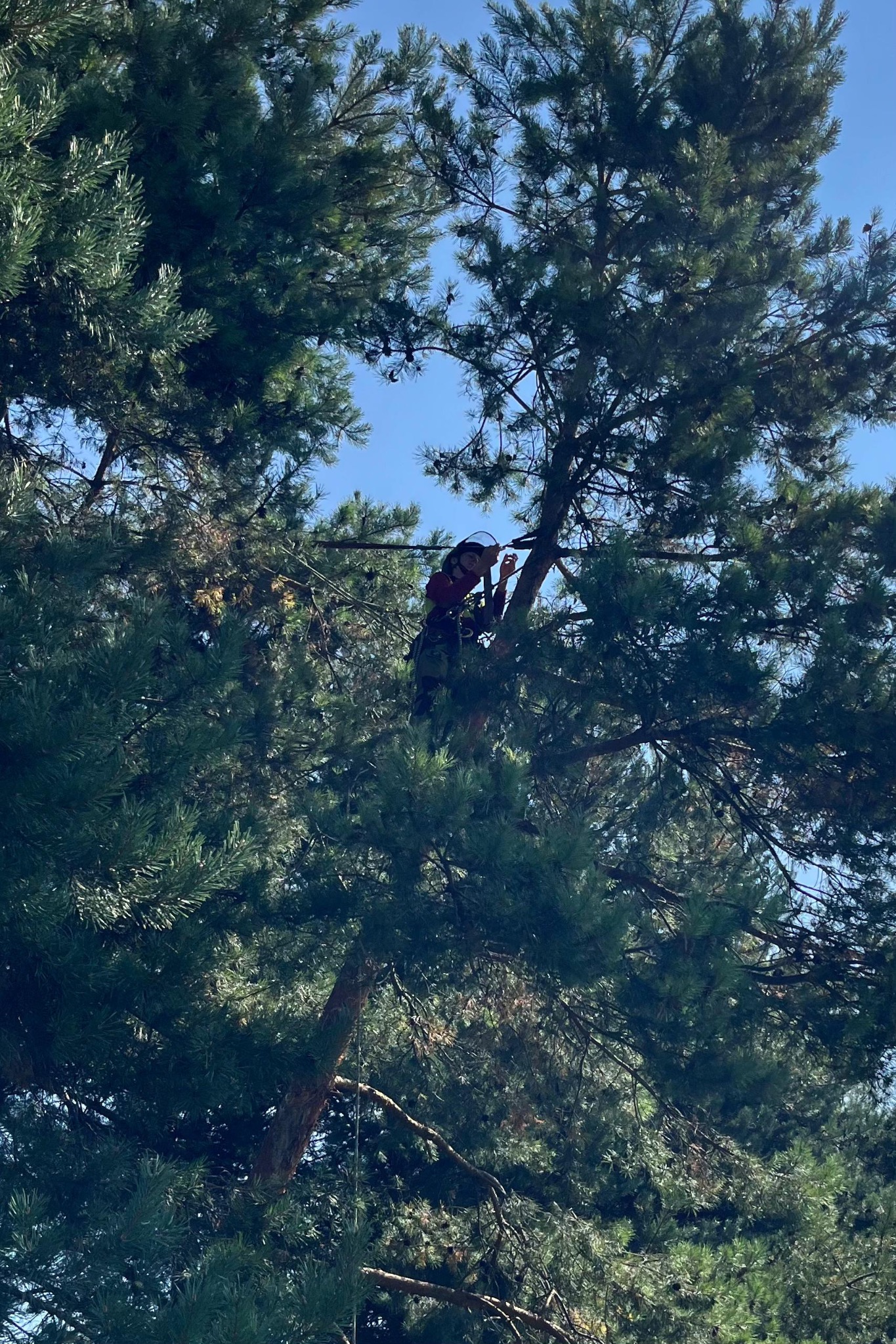 Pracownik w uprzęży, na wysokości, zabezpiecza grubą gałąź sosny specjalnym pasem, widoczne igliwie i błękitne niebo w tle.