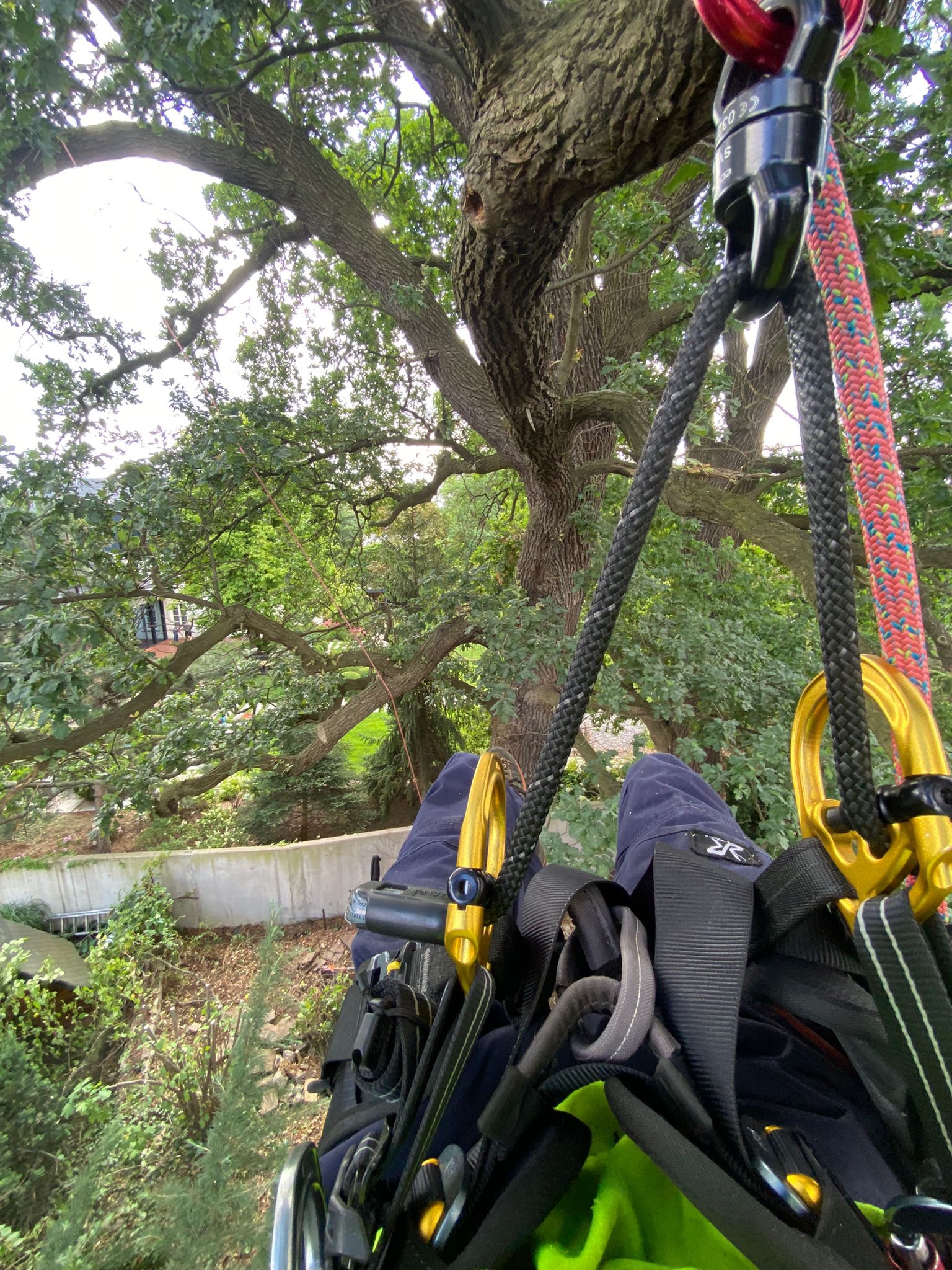 Arborysta w uprzęży, widok z góry na dębie szypułkowym, liny i karabinki w użyciu, w tle zabudowania i zieleń.