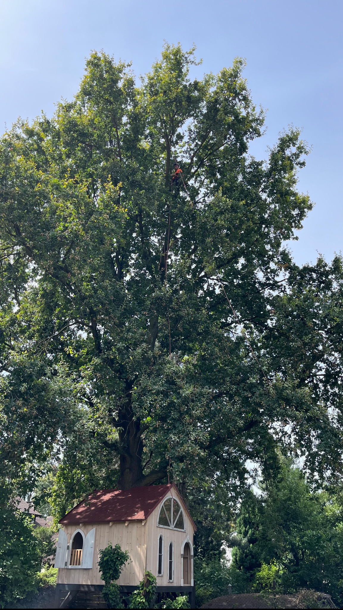 Arborysta w uprzęży, na linie, wysoko w koronie dębu szypułkowego, z domkiem dla dzieci w tle.