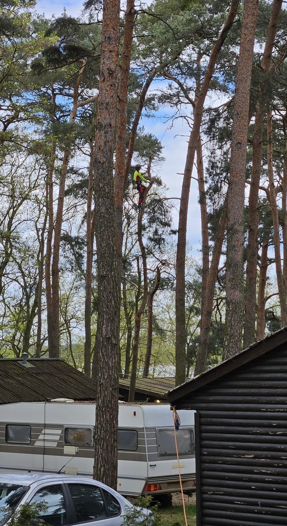 Wycinka sekcyjna sosny rosnącej w ciasnej zabudowie na polu campingowym.