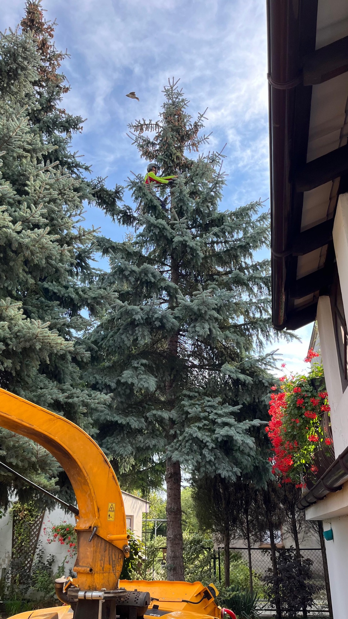 Arborysta w kasku i jaskrawej kamizelce, wspinający się na wysoką, srebrzystą choinkę w celu redukcji obwodowej, z widocznym fragmentem żółtego podnośnika i budynkiem w tle, oraz przelatującym...