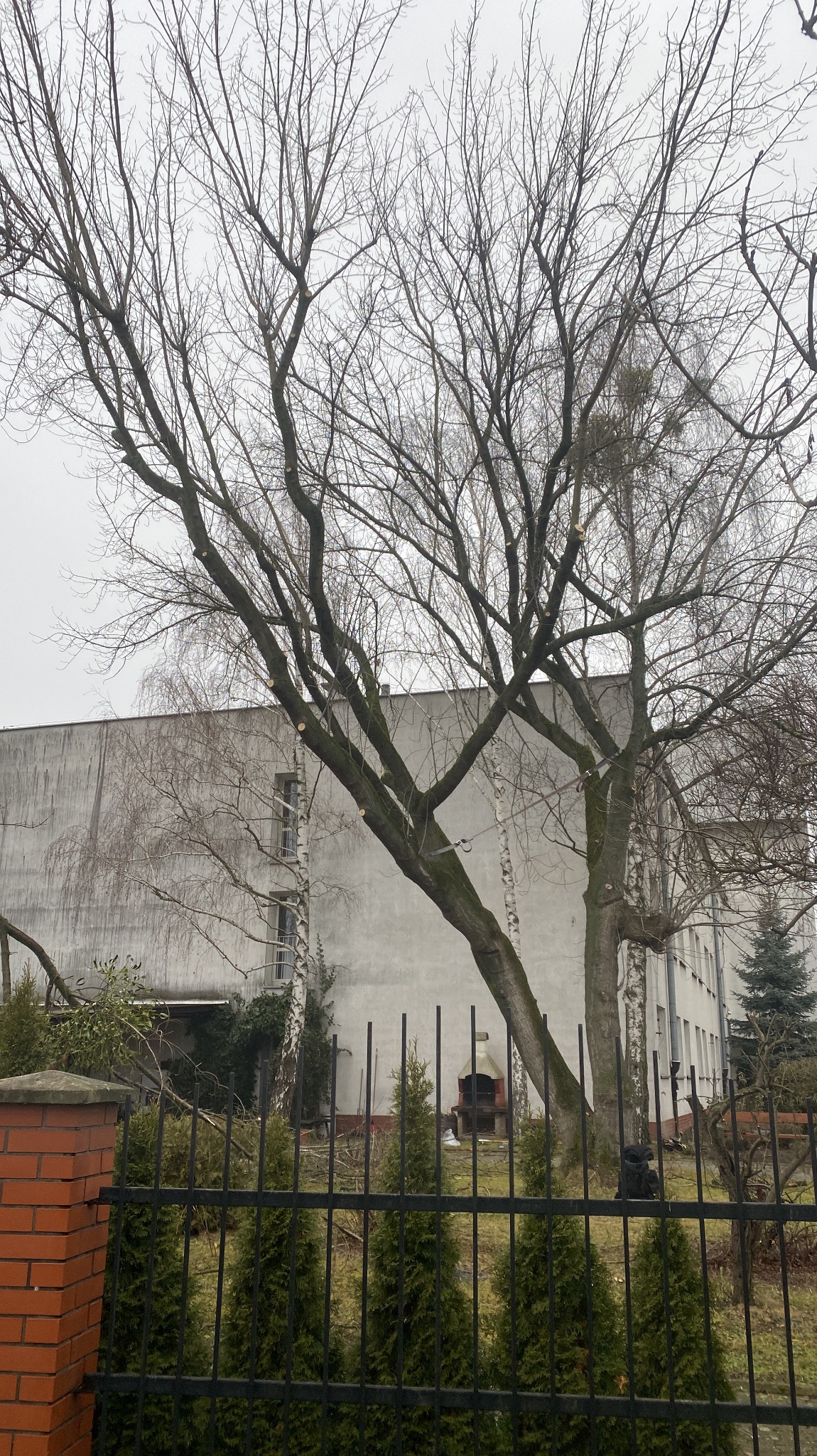 Drzewo liściaste po przycince, z widocznymi śladami cięć na konarach, zabezpieczone wiązaniami, na tle budynku z oknami i ogrodzenia z tujami.