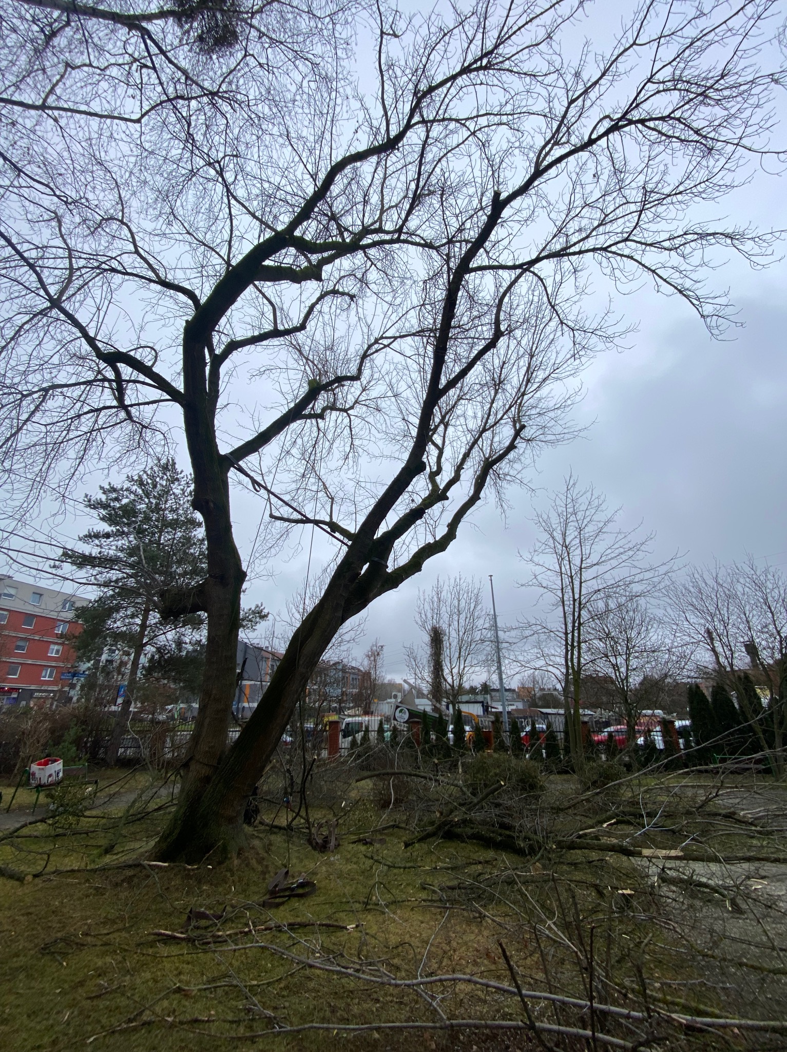 Drzewo po zabiegach odciążenia, widoczne usunięte konary i gałęzie leżące na trawie, zabezpieczone wiązania na pniu, w tle budynki mieszkalne i pochmurne niebo.