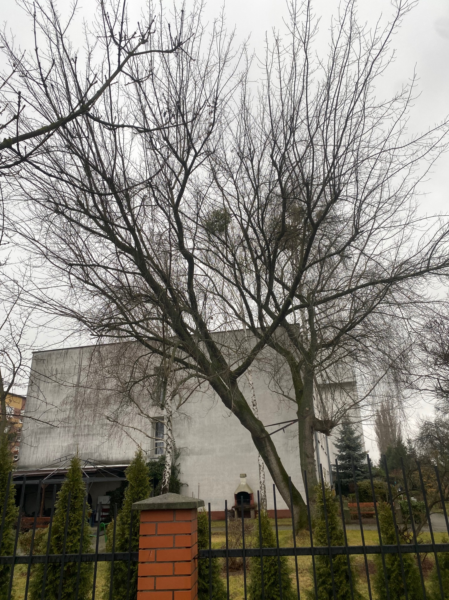 Klon jesionolistny bez liści z widocznymi kulami jemioły na gałęziach, pochylony nad ogrodzeniem, na tle szarego budynku w pochmurny dzień.