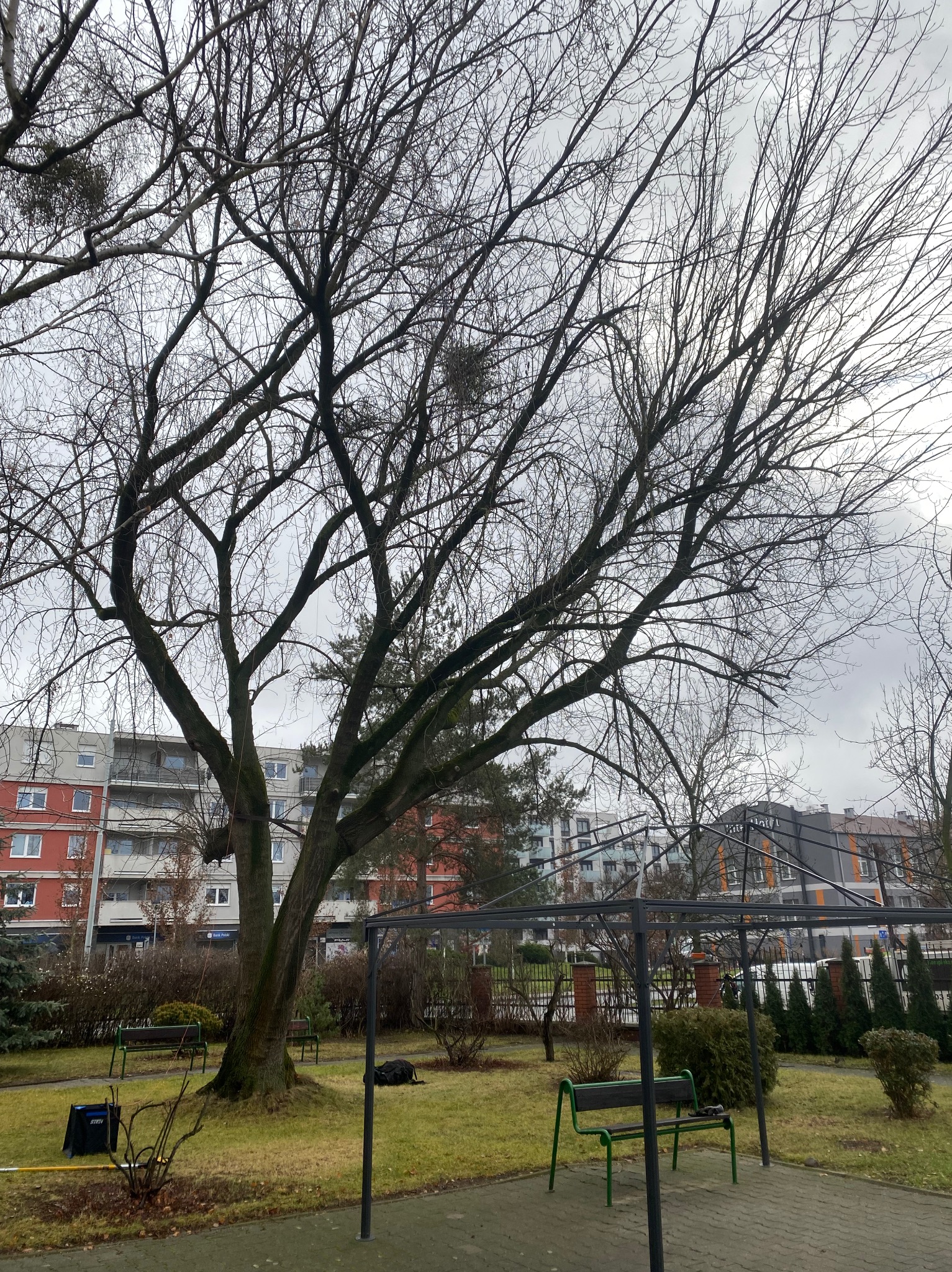 Klon jesionolistny z widocznymi wiązaniami i wygonionymi konarami, stanowiący potencjalne zagrożenie w otoczeniu miejskiego parku, na tle bloków mieszkalnych.
