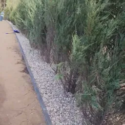 Żywopłot z iglaków oddzielony od ścieżki szarymi kamieniami i obrzeżem. W tle las iglasty.