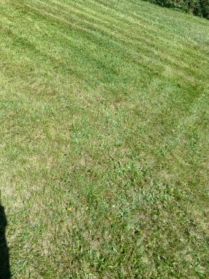 Krótko przystrzyżony trawnik z widocznymi pasami po kosiarce, miejscami przesuszony, z chwastami.