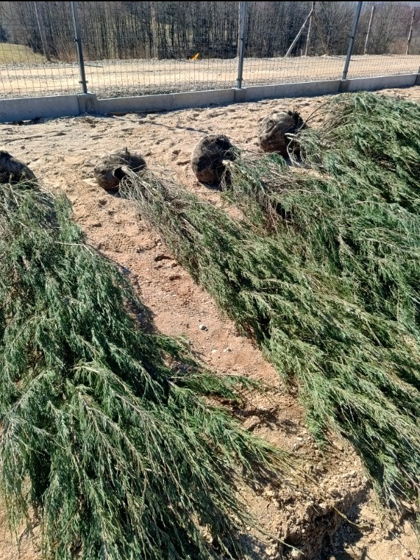 Przygotowane do sadzenia sadzonki drzew iglastych z bryłą korzeniową na piaszczystym podłożu, w tle ogrodzenie i drzewa.