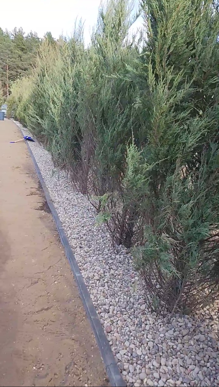 Żywopłot z iglaków oddzielony od ścieżki szarymi kamieniami i obrzeżem. W tle las iglasty.