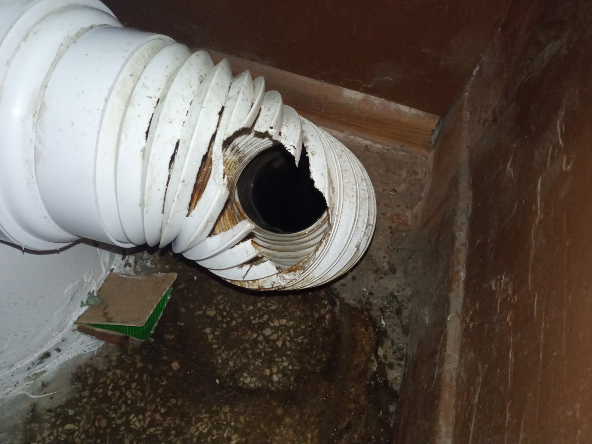 Rura za muszlą klozetową przegryziona przez szczura