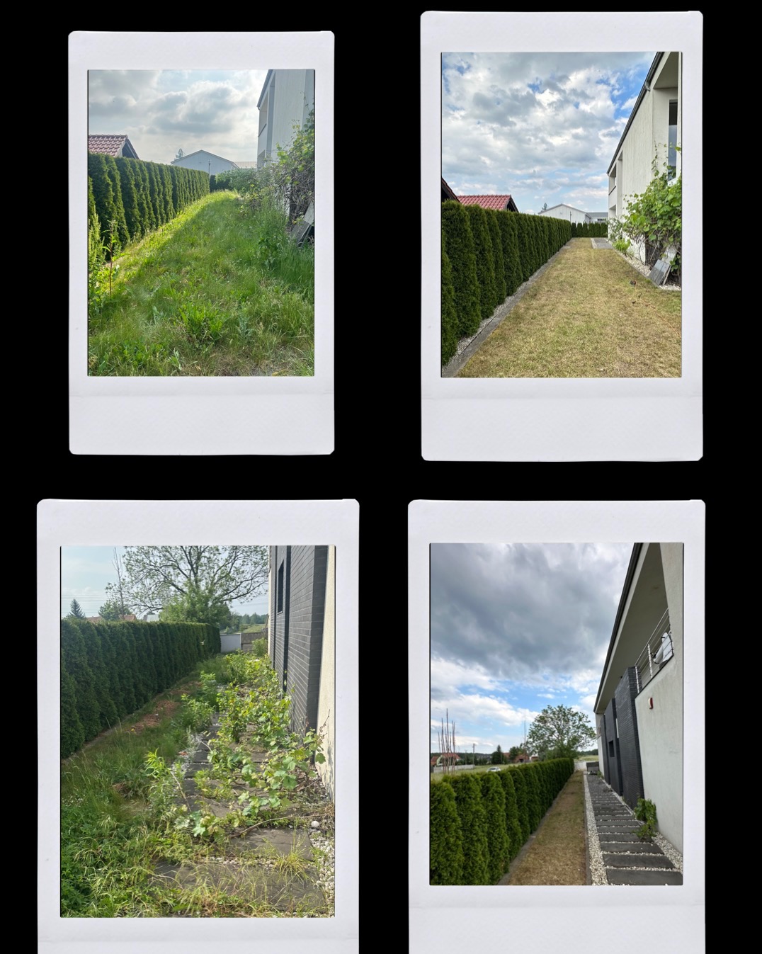 Cztery ujęcia żywopłotu w różnych stanach pielęgnacji, w tym uporządkowany trawnik i zaniedbany fragment z chwastami, z budynkami w tle, prezentowane w formie polaroidów.