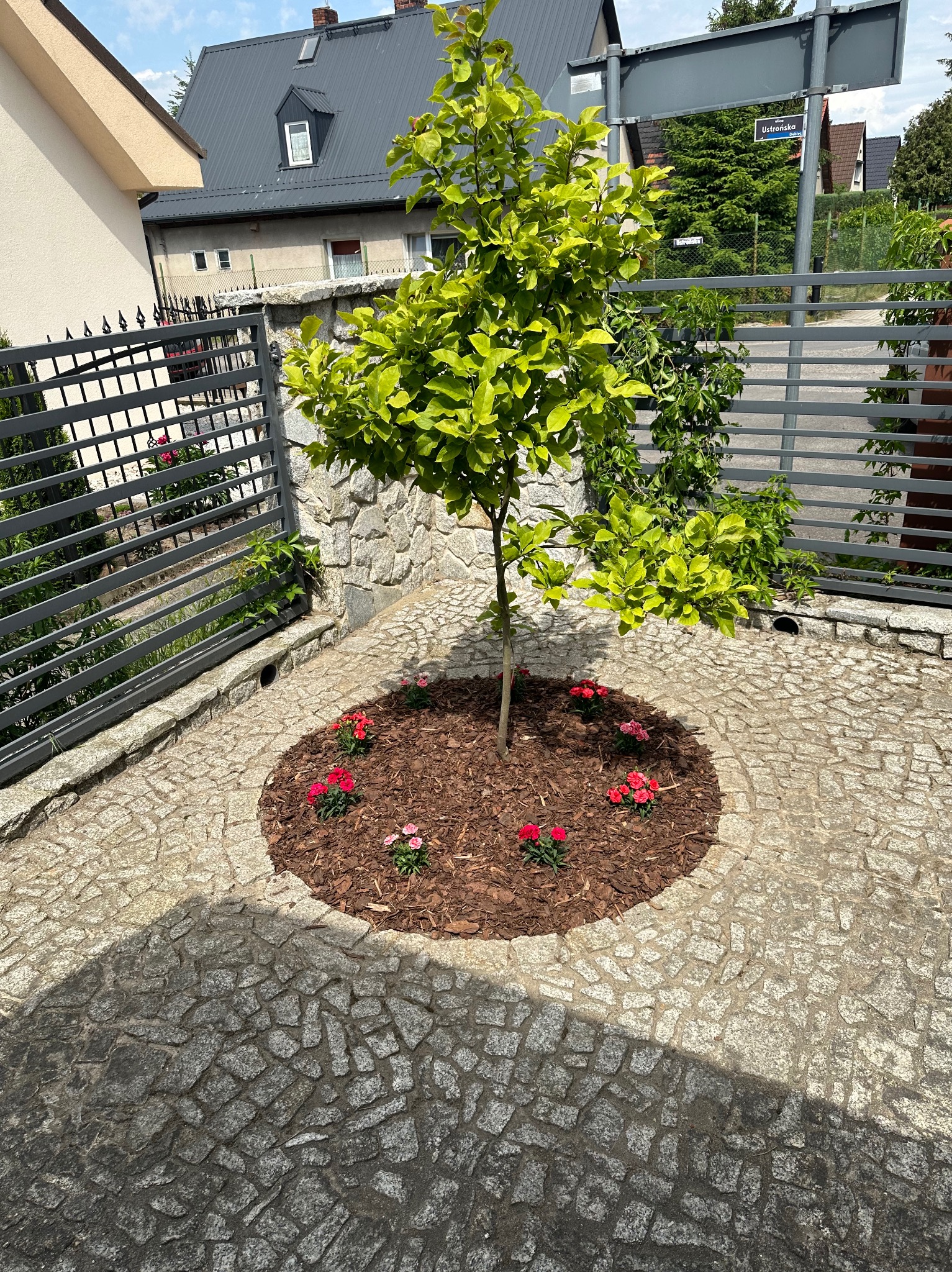 Młode drzewko z jasnozielonymi liśćmi zasadzone na rabacie z kory i czerwonych kwiatów, otoczone ścieżką z kostki granitowej, na tle ogrodzenia i budynków.