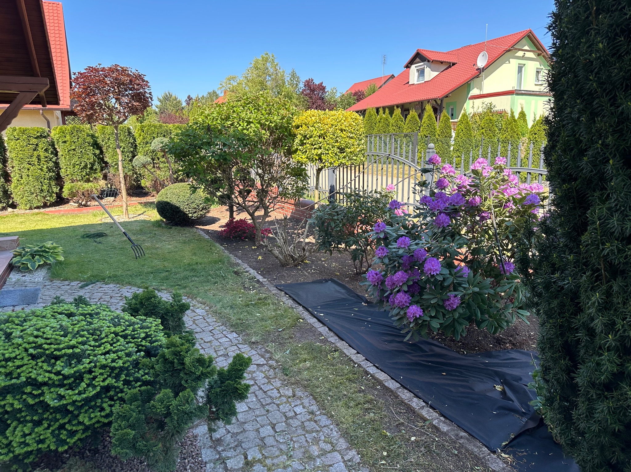 Uporządkowany ogród przydomowy z kwitnącymi rododendronami, równo przyciętymi tujami i ścieżką z kostki granitowej, widok na dom z czerwonym dachem w słoneczny dzień.